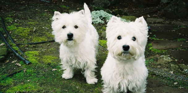 Westies Slider Image